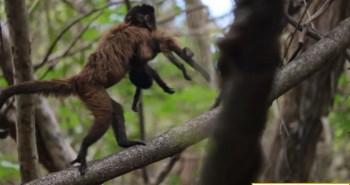 Khỉ mũ mẹ chật vật nuôi con khuyết tật