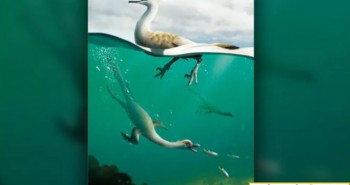 Phát hiện loài khủng long giống chim cánh cụt lai ngỗng