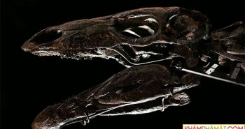 Phát hiện hoá thạch loài khủng long vây kiếm lâu đời nhất thế giới