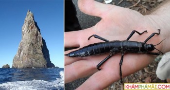 Khối đá biển biển cao nhất thế giới, nơi sinh sống của loài côn trùng có hành vi cực kỳ bất thường