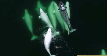 Đàn cá voi trắng khác thường nhận nuôi kỳ lân biển