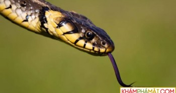 Tiết lộ bí mật về phòng thủ của rắn: Âm thanh kỳ lạ khiến đối phương sợ hãi?