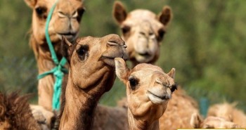 Nghiên cứu công nghệ nhân bản lạc đà ở Dubai