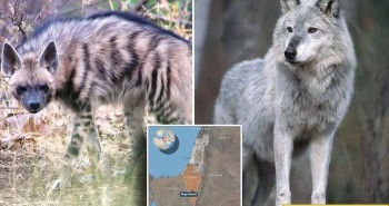 Bất ngờ phát hiện chó sói và linh cẩu đang cùng nhau đi săn ở Trung Đông