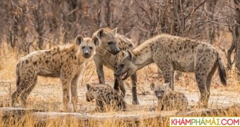 Chó hoang châu Phi cả gan bao vây, linh cẩu "lật ngược tình thế" nhờ kỹ năng đặc biệt này!