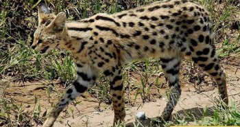 Loài mèo chạy nhanh chỉ sau báo cheetah