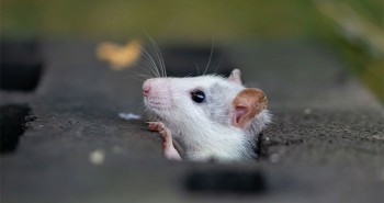 Nghiên cứu mới cho thấy: Chuột cũng có trí tưởng tượng như con người
