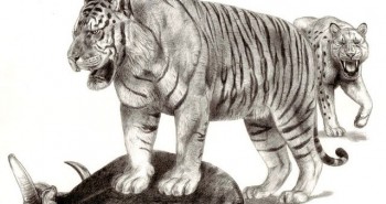 Trong 6 loài hổ hiện nay, loài nào có khả năng chiến đấu giỏi nhất?