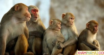 40 sự thật đầy thú vị về loài khỉ mà bạn chưa biết