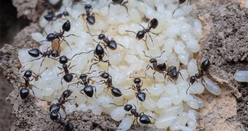 Loài kiến có thể đánh hơi "mùi" ung thư ở người