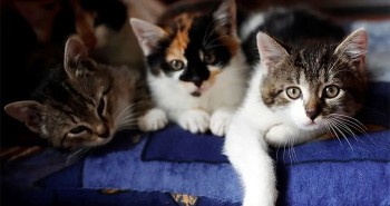 Khám phá mới: Mèo có khả năng "nghe lén" giống con người