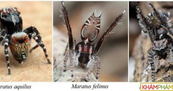 Kinh ngạc về 3 loài nhện "tí hon" mới phát hiện ở Úc