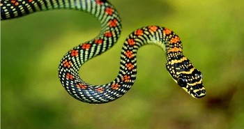Những điều thú vị về rắn