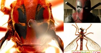 Phát hiện 5 loài ruồi sát thủ mới, đặt tên theo vũ trụ điện ảnh Marvel