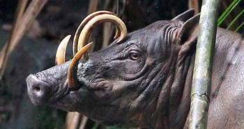 Quái vật lợn có bộ dạng kỳ dị ở Indonesia