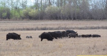 Siêu lợn hoành hành ở miền nam Canada