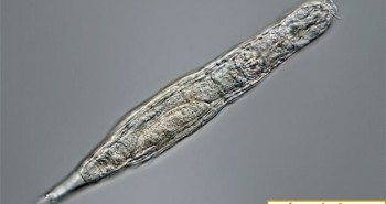 Phát hiện sinh vật hồi sinh sau 24.000 năm bị đóng băng
