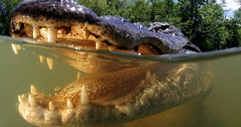 Cá sấu có lưỡi không?