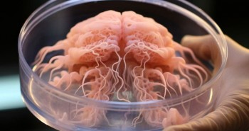 Các nhà khoa học tạo ra một máy tính sinh học lai, có thể trở thành nền tảng để nghiên cứu các mô hình não bộ!
