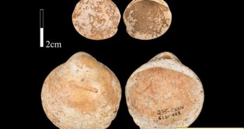 Con người đã biết đeo vòng cổ vỏ sò từ 120.000 năm trước
