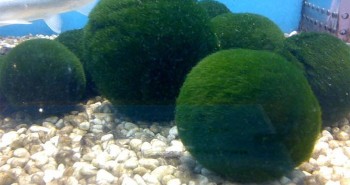 Marimo: Loài tảo cầu cực kì "đáng yêu" đang được giới trẻ yêu thích hiện nay là gì?