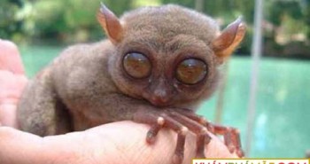 Những cặp mắt dị thường nhất của động vật (I)