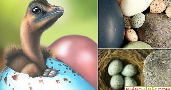 Trứng chim hiện đại có màu sắc “di truyền” từ… khủng long