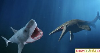 Ai là kẻ thắng trận chiến giữa cá mập Megalodon và thằn lằn Mosasaurus?