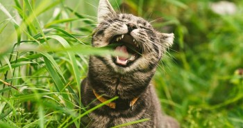 Là động vật ăn thịt nhưng tại sao nhiều boss mèo lại thích ăn cỏ?