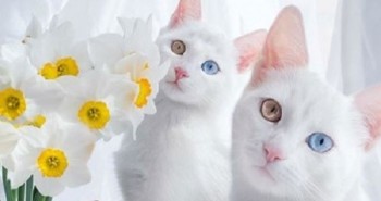 Cặp mèo song sinh sở hữu 2 màu mắt đẹp nhất thế giới