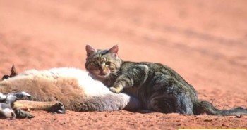 Australia có thể biến đổi gene để tiêu diệt mèo hoang xâm hại