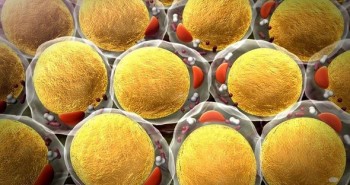 Các nhà khoa học phát hiện tế bào ung thư thích chất béo