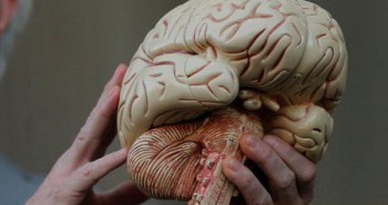 Các nhà khoa học Mỹ vừa nuôi được một mô hình não nhân tạo giống thật nhất từ trước đến nay