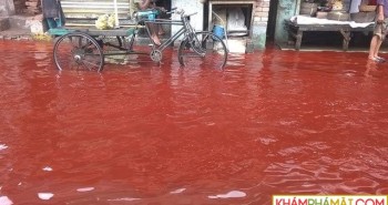 Tại sao một số vùng trên Trái đất lại xuất hiện hiện tượng "mưa máu"?