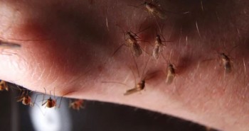 Muỗi sẽ tấn công con người quanh năm vì vấn đề này?