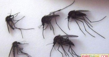 Muỗi khổng lồ Bắc Cực tấn công các điểm thi đấu World Cup ở Nga