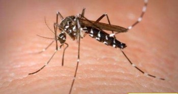 Nghiên cứu mới: Không phải nhóm máu, đây mới là lý do vì sao muỗi chọn người mà đốt