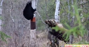 Nai sừng tấm mẹ xua đuổi khiến gấu đen phải trèo vội lên cây