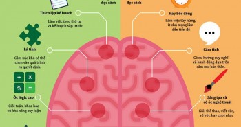 Sự khác nhau giữa những người dùng bán cầu não trái và phải