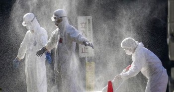 Nhật Bản phát hiện chủng cúm gia cầm nguy hiểm