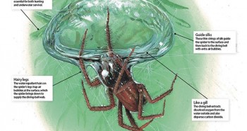 Loài nhện độc lạ nhất Trái đất: Không ở trên cây mà thích lặn xuống nước, chăng tơ bắt cá ăn