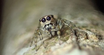 Thế giới ghi nhận loài nhện thứ 50.000