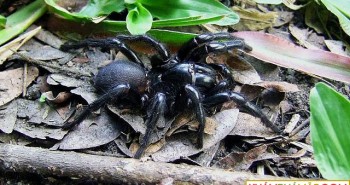 Nọc độc loài nhện Úc có tác dụng tiêu hủy khối u