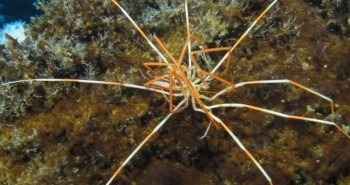 Cách "chăm con" kỳ lạ của nhện biển khổng lồ