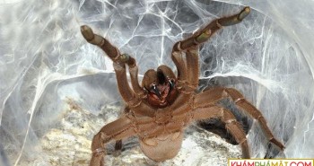 Phát hiện tác dụng bất ngờ từ nọc của loài nhện siêu độc