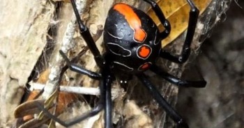 Phát hiện họ hàng mới của nhện "Góa phụ đen" có kích thước khổng lồ