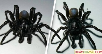 Phát hiện loài nhện khổng lồ có nọc độc sống thọ hàng chục năm