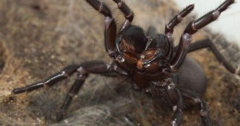 Loài nhện nguy hiểm nhất thế giới có thể tự điều chỉnh nọc độc