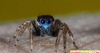 Phát hiện loài nhện nhảy mặt xanh tí hon mới ở Úc