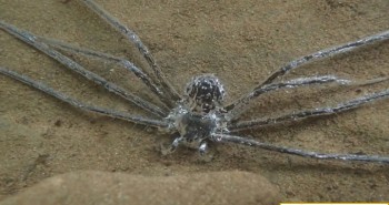 Loài nhện nhiệt đới có thể trốn 30 phút dưới nước